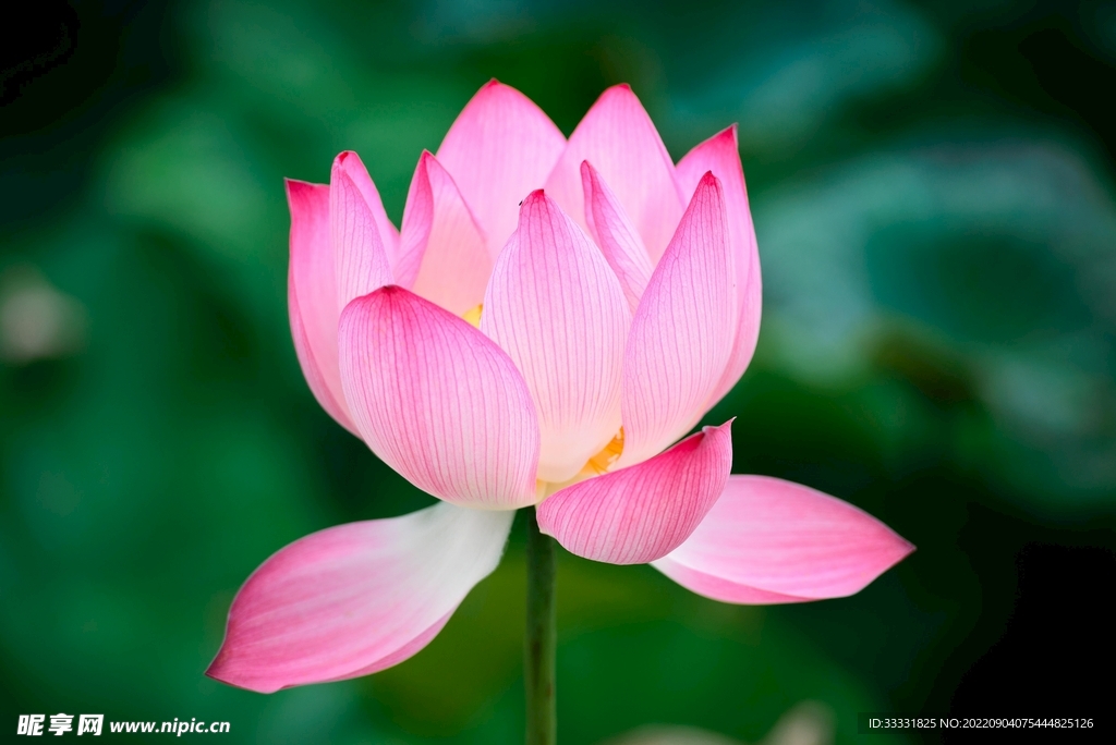 莲花