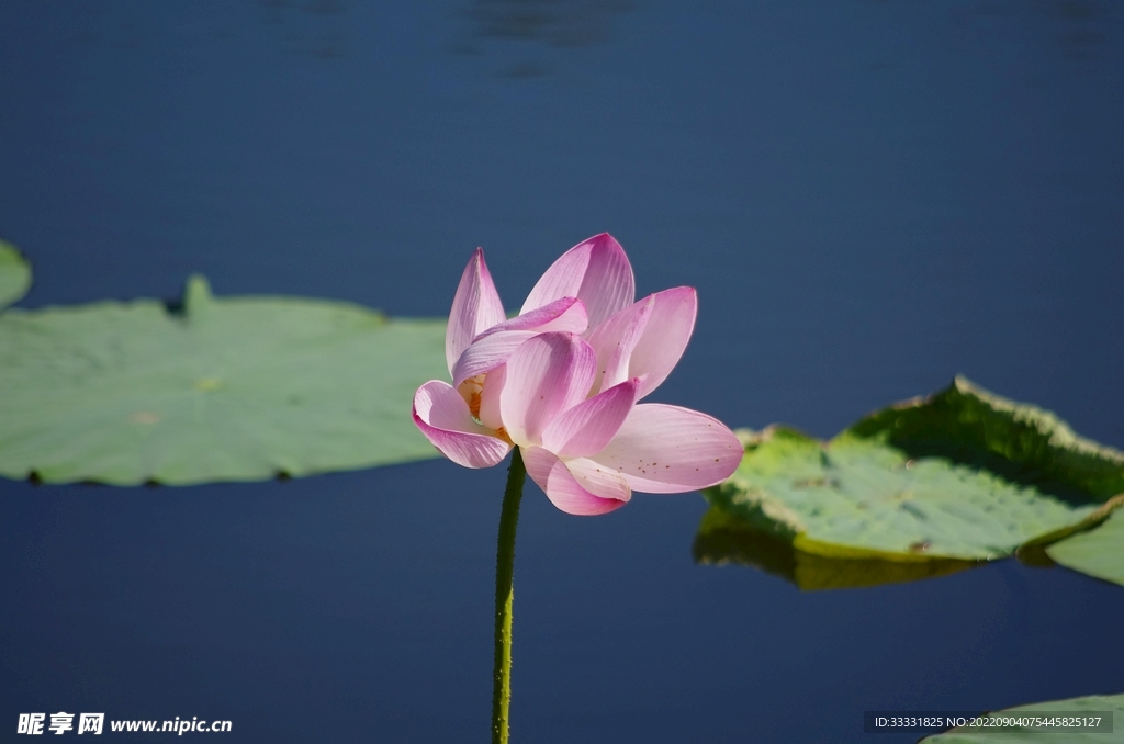 莲花