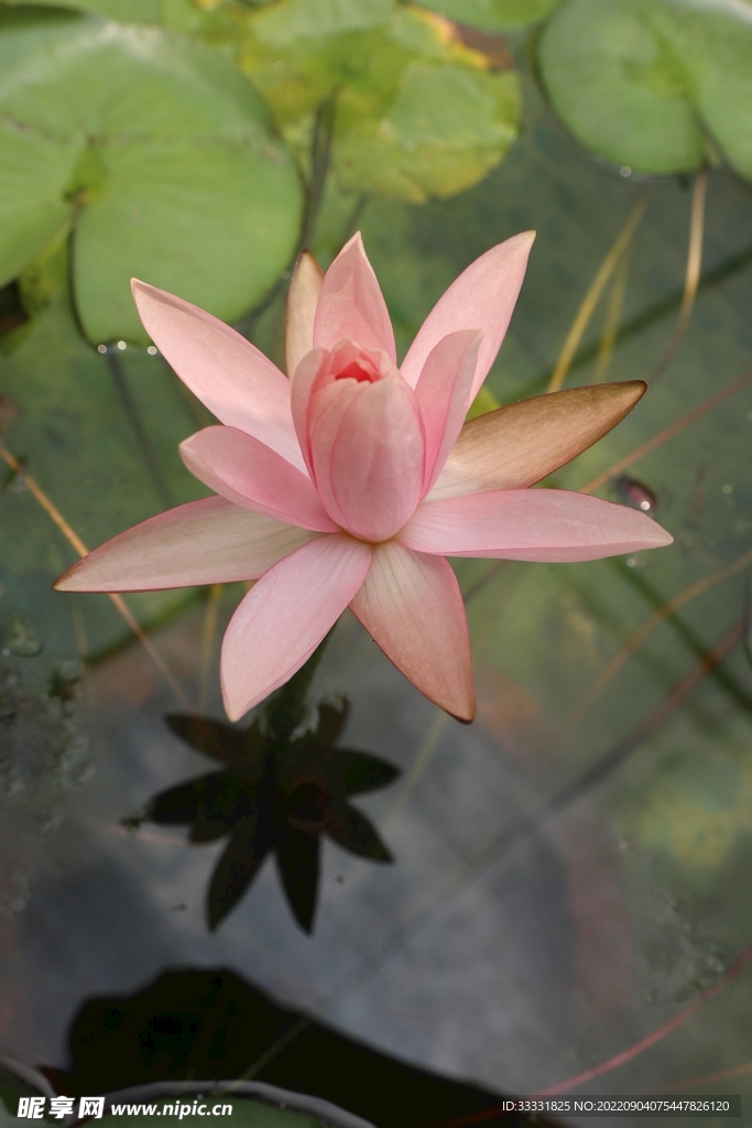 莲花