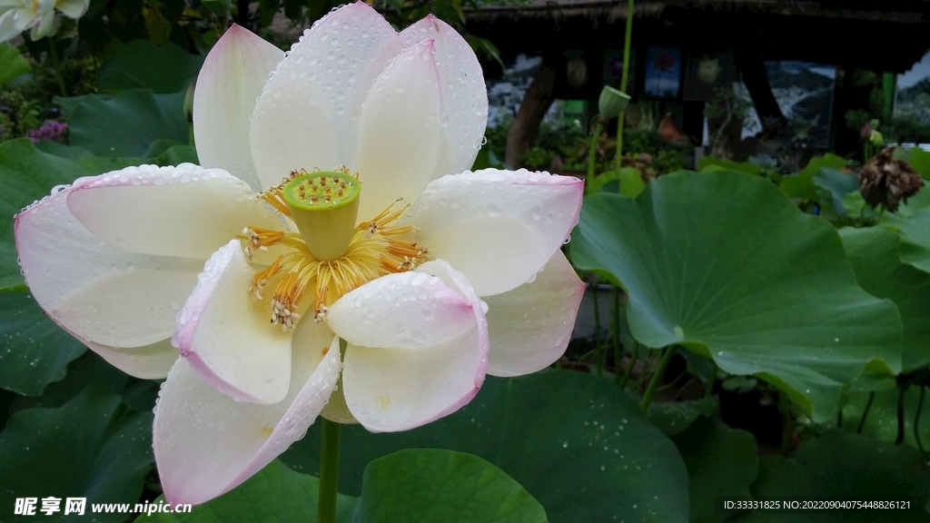 莲花