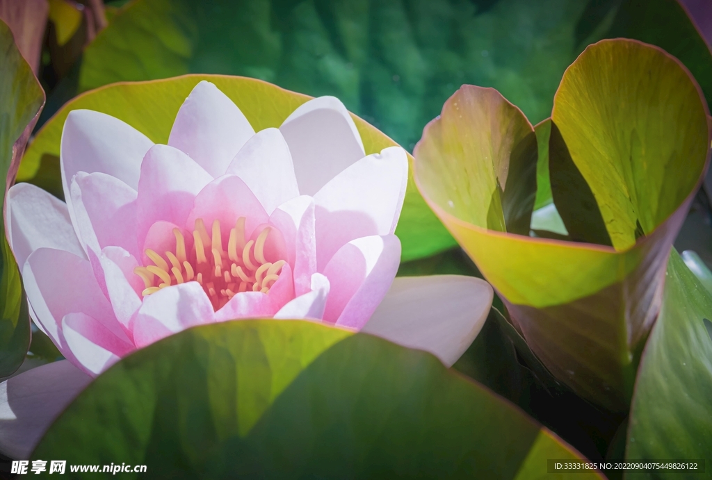 莲花
