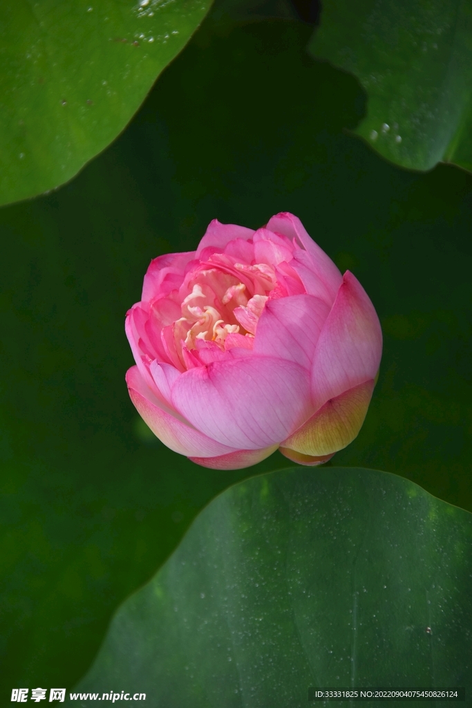 莲花