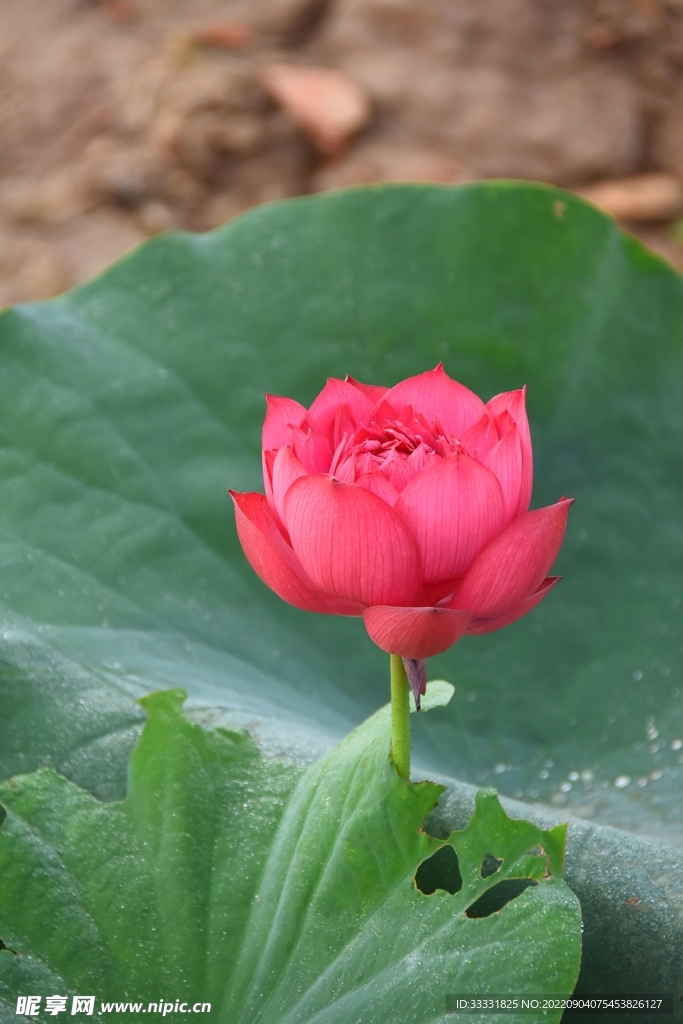 莲花