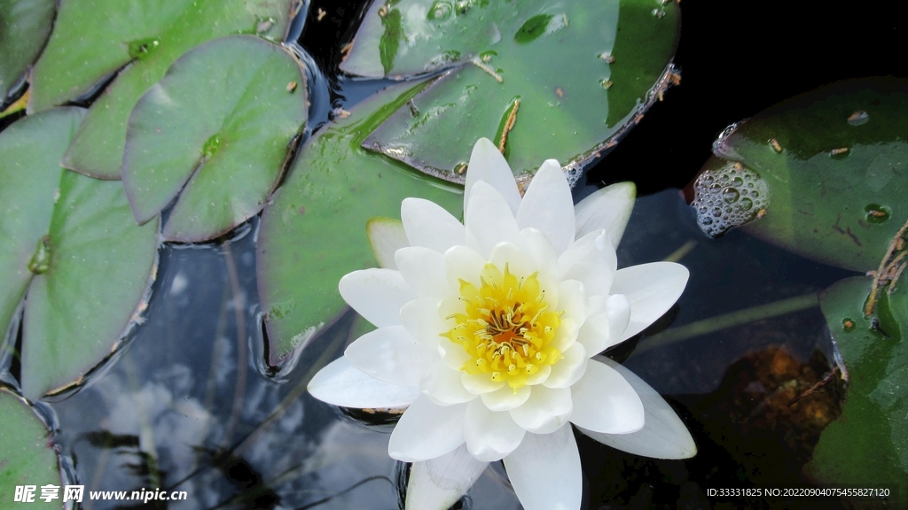 莲花