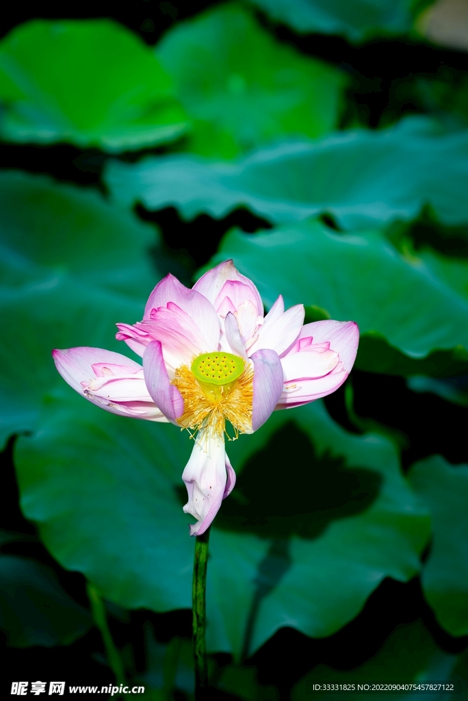 莲花