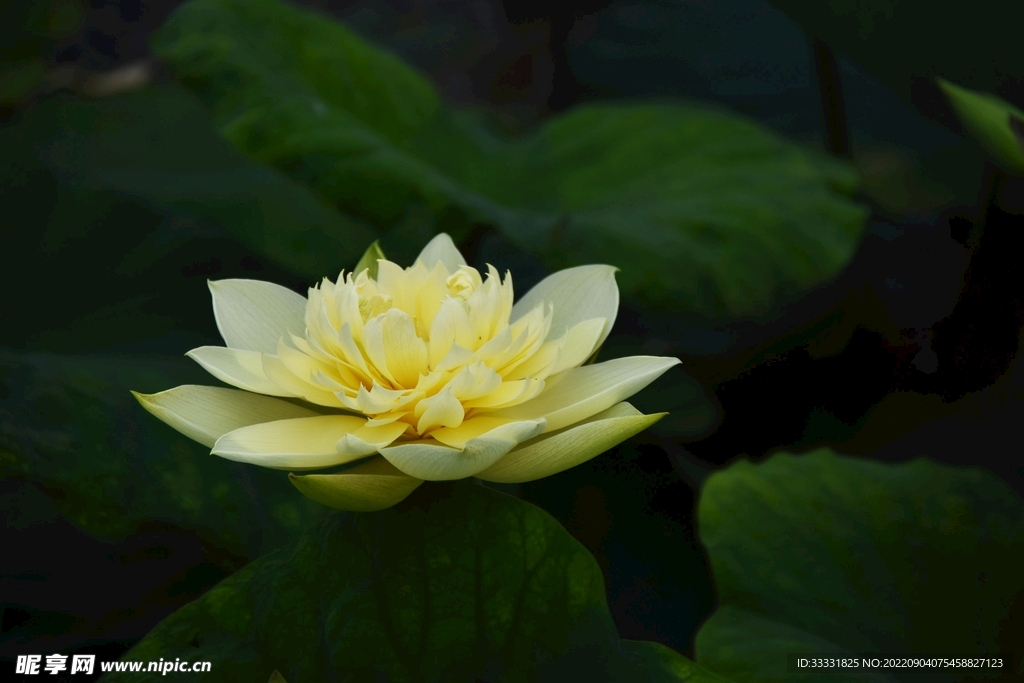 莲花