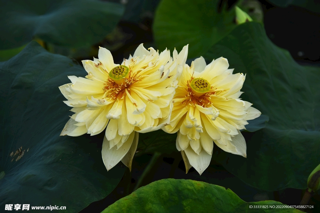 莲花