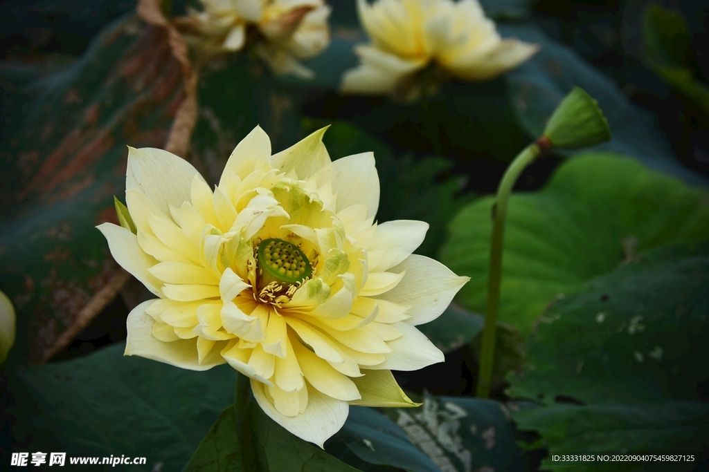 莲花