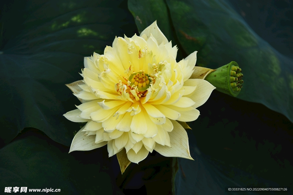 莲花