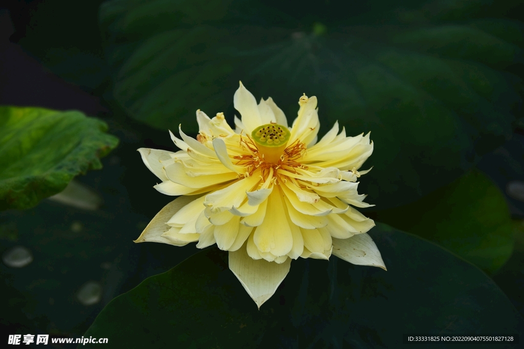 莲花