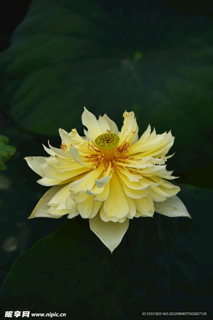 莲花