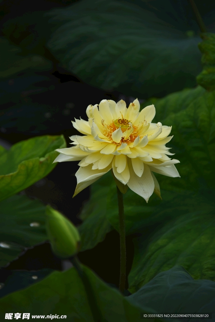 莲花