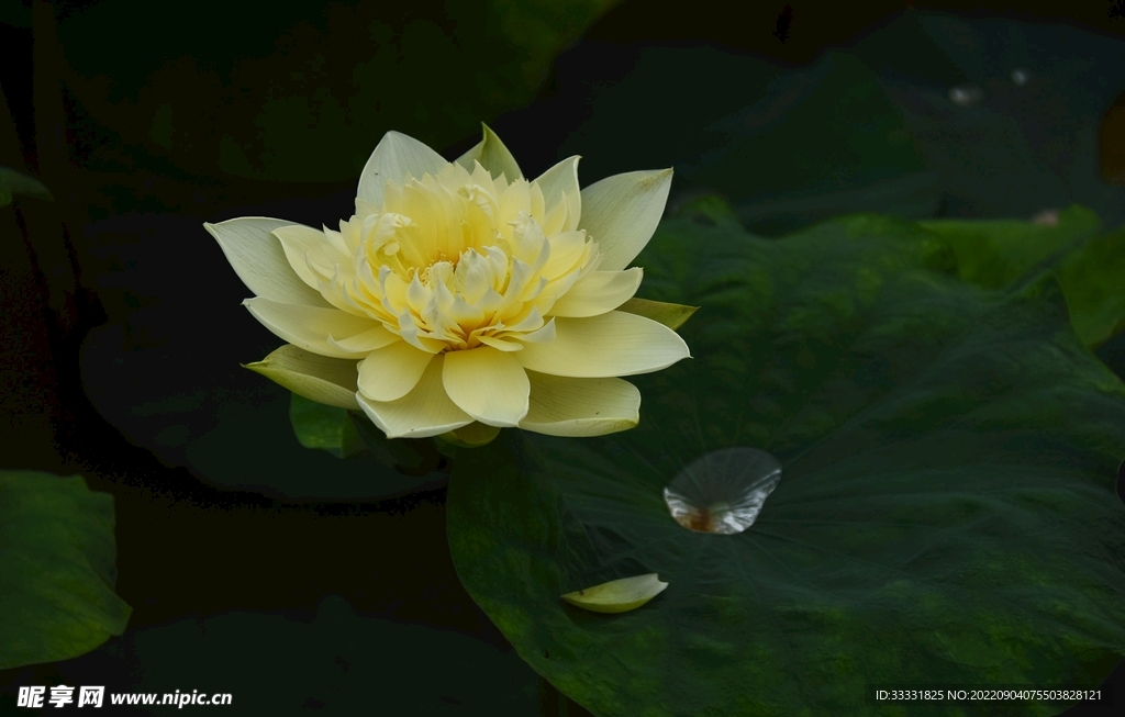 莲花