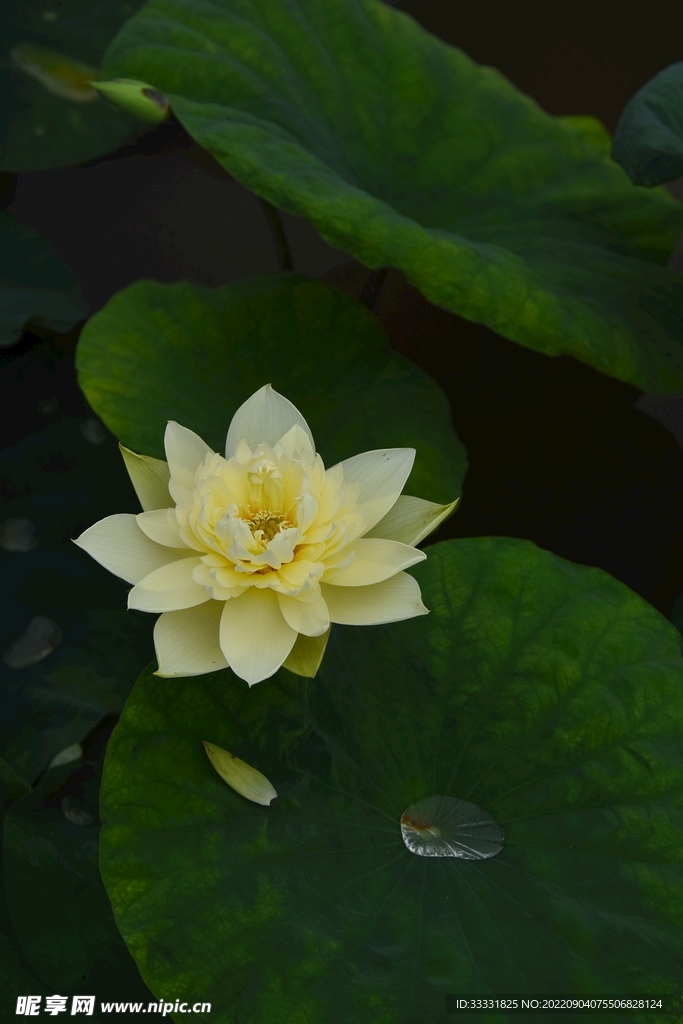 莲花