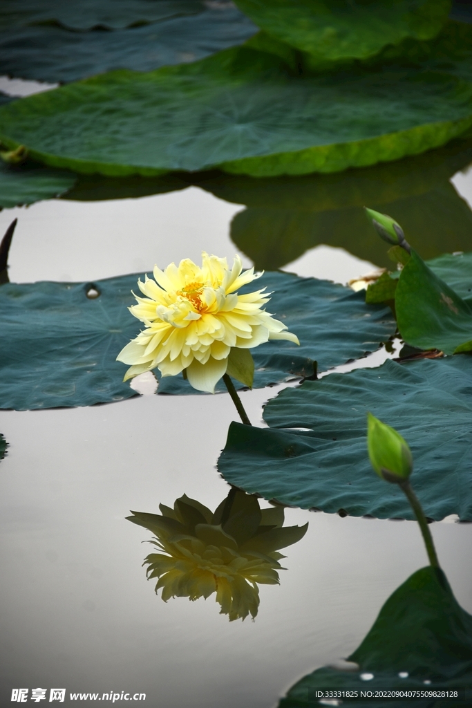 莲花