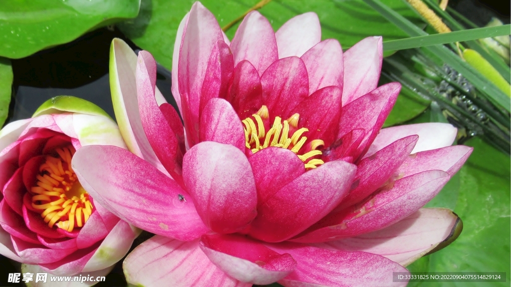 莲花