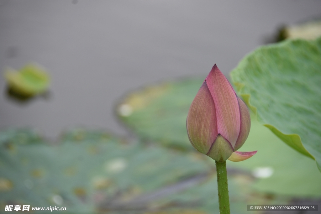 莲花