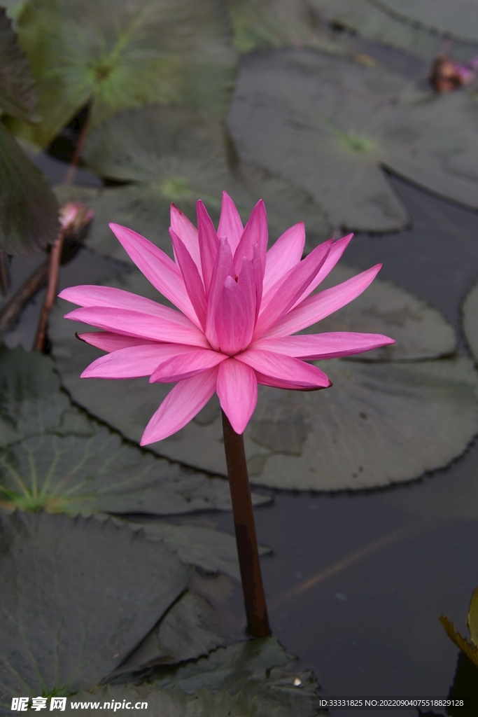 莲花