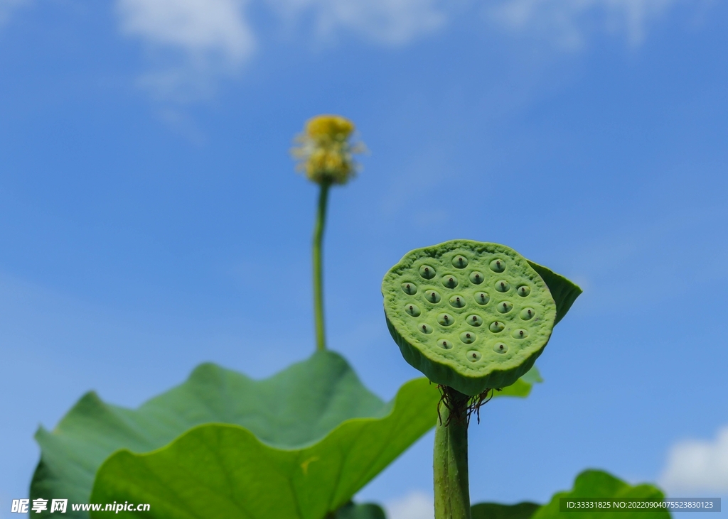 莲花