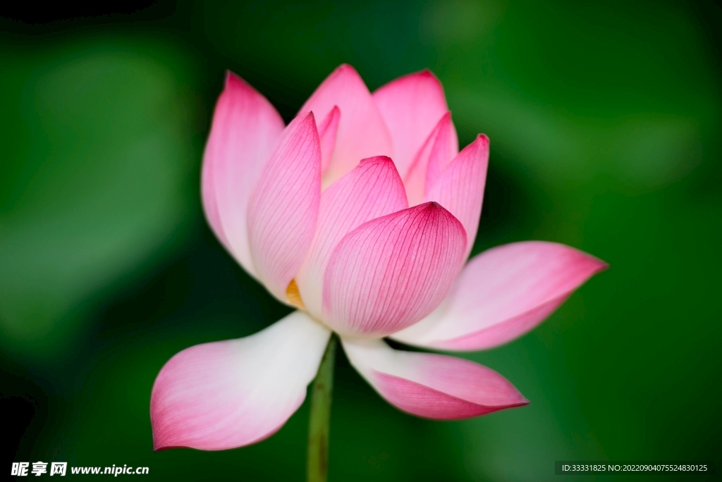 莲花
