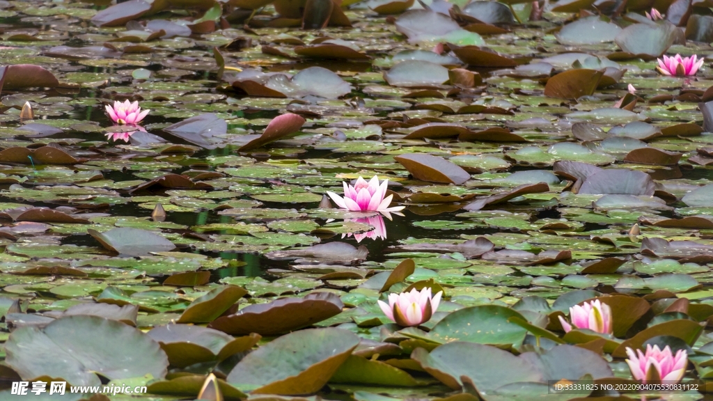 莲花