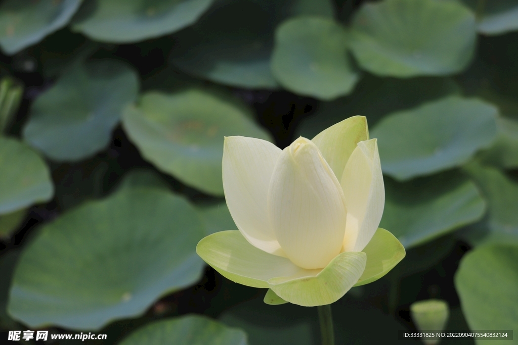 莲花