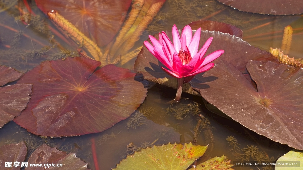 莲花