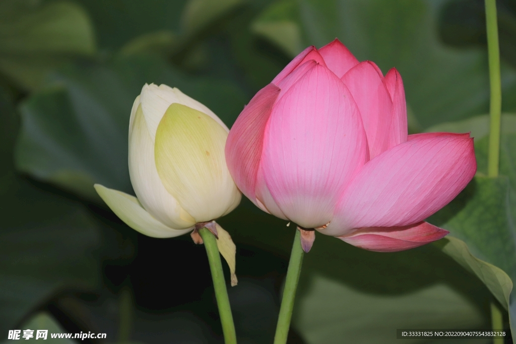 莲花