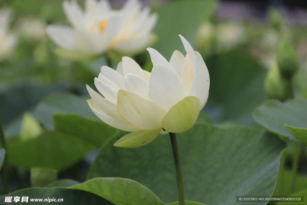 莲花