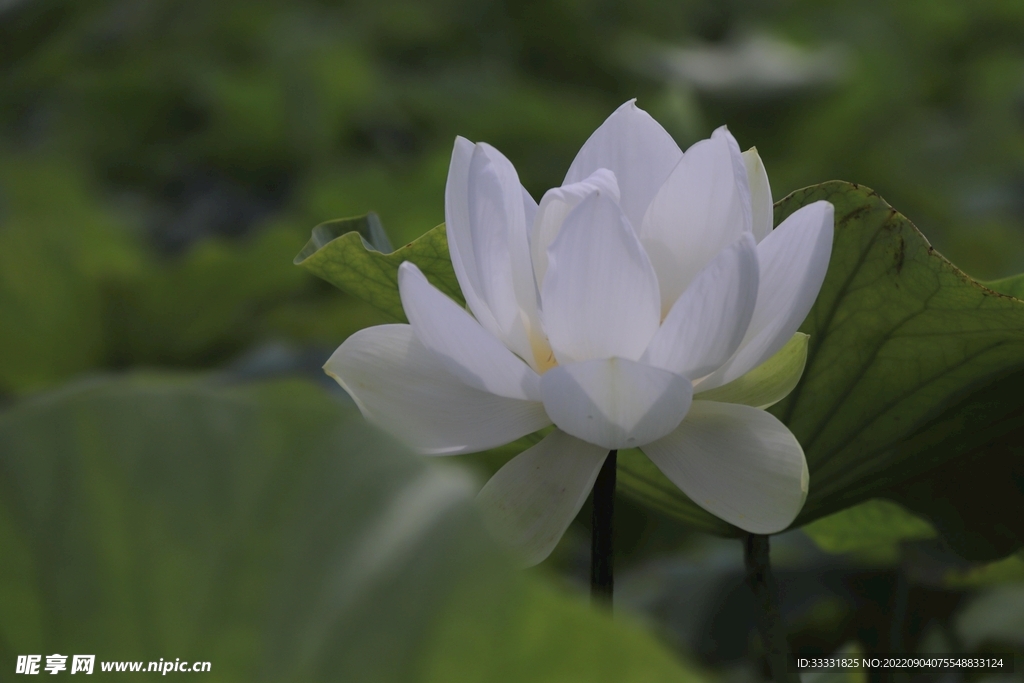 莲花