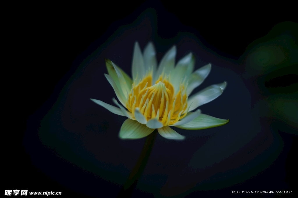 莲花