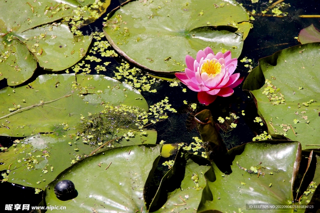 莲花
