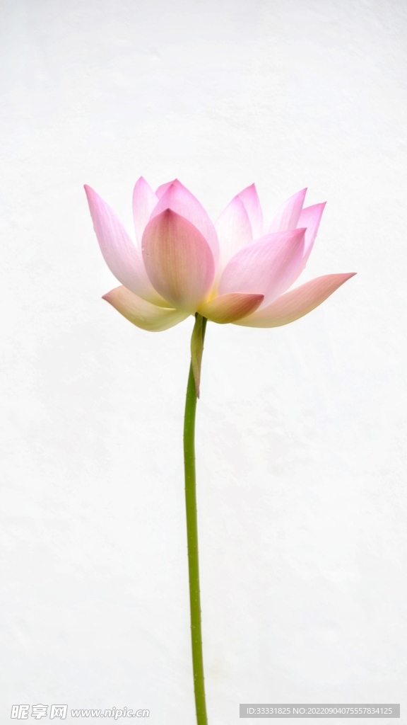 莲花