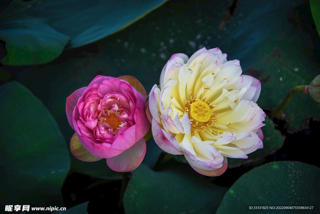 莲花