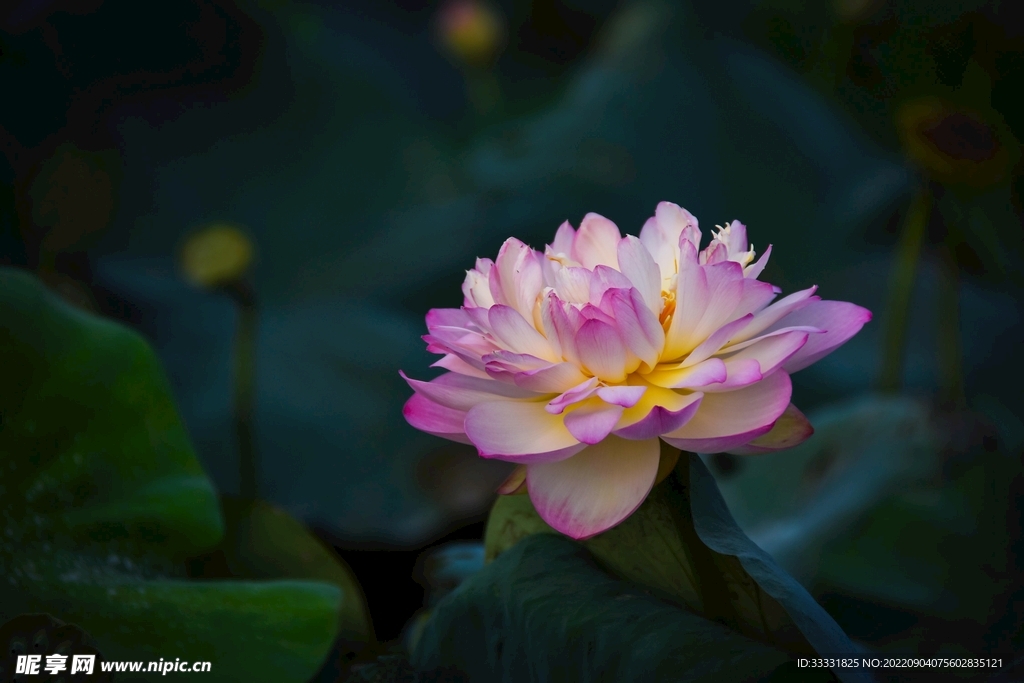 莲花
