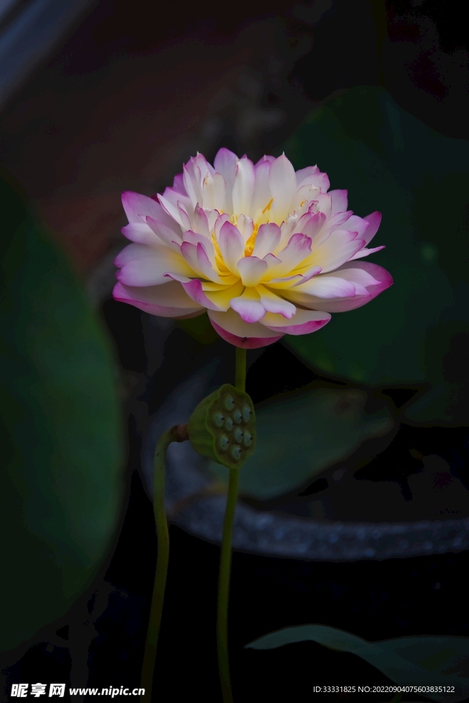 莲花