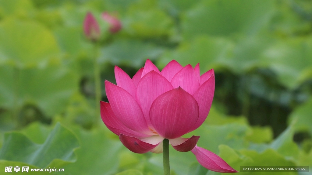 莲花