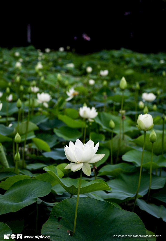 莲花