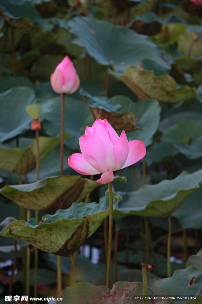莲花