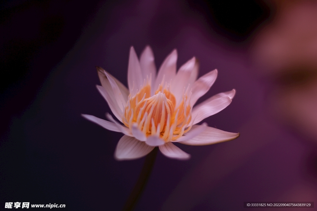 莲花