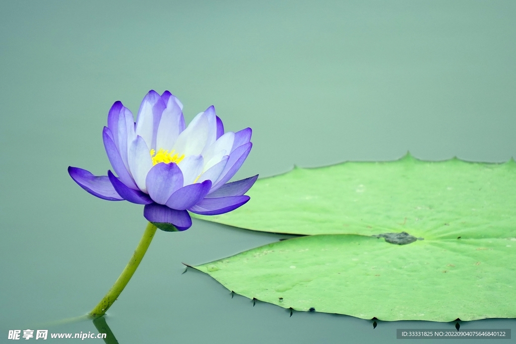 莲花