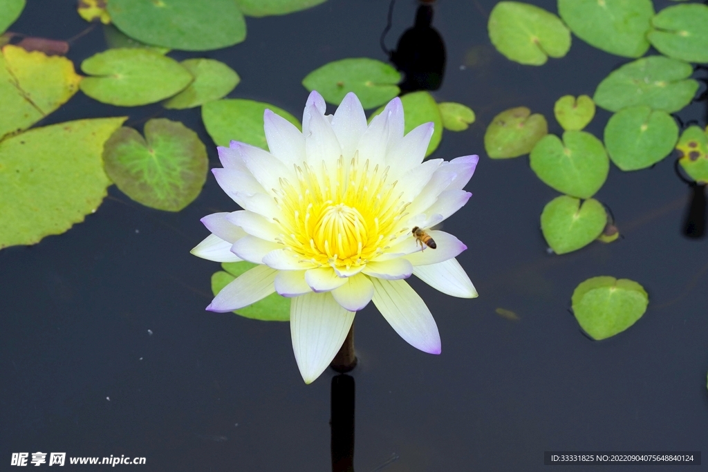 莲花