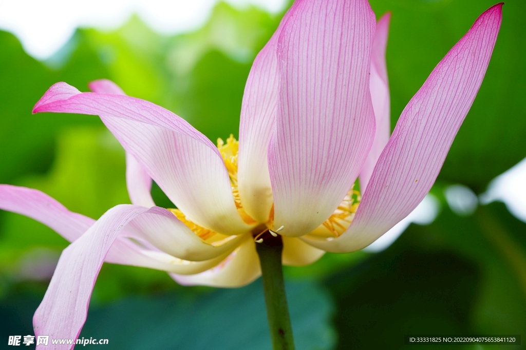 莲花