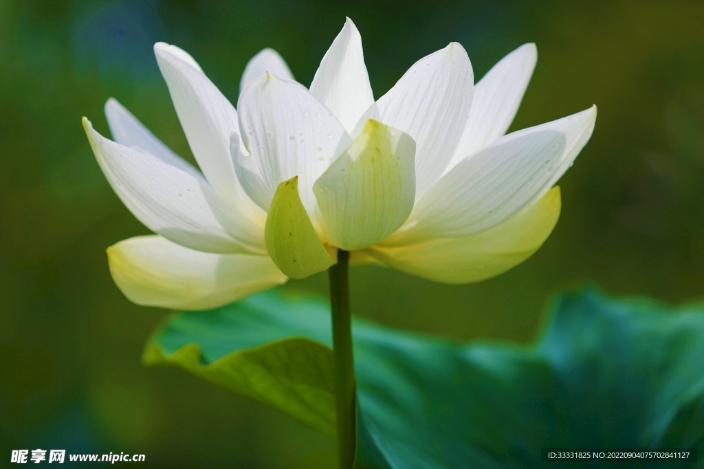 莲花