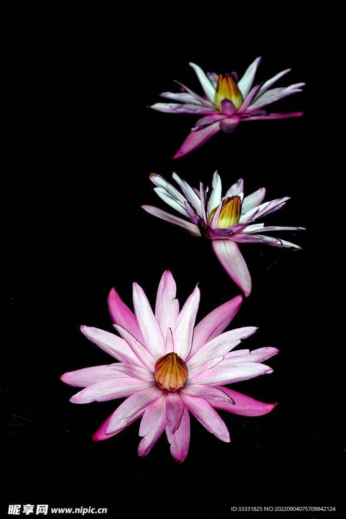 莲花