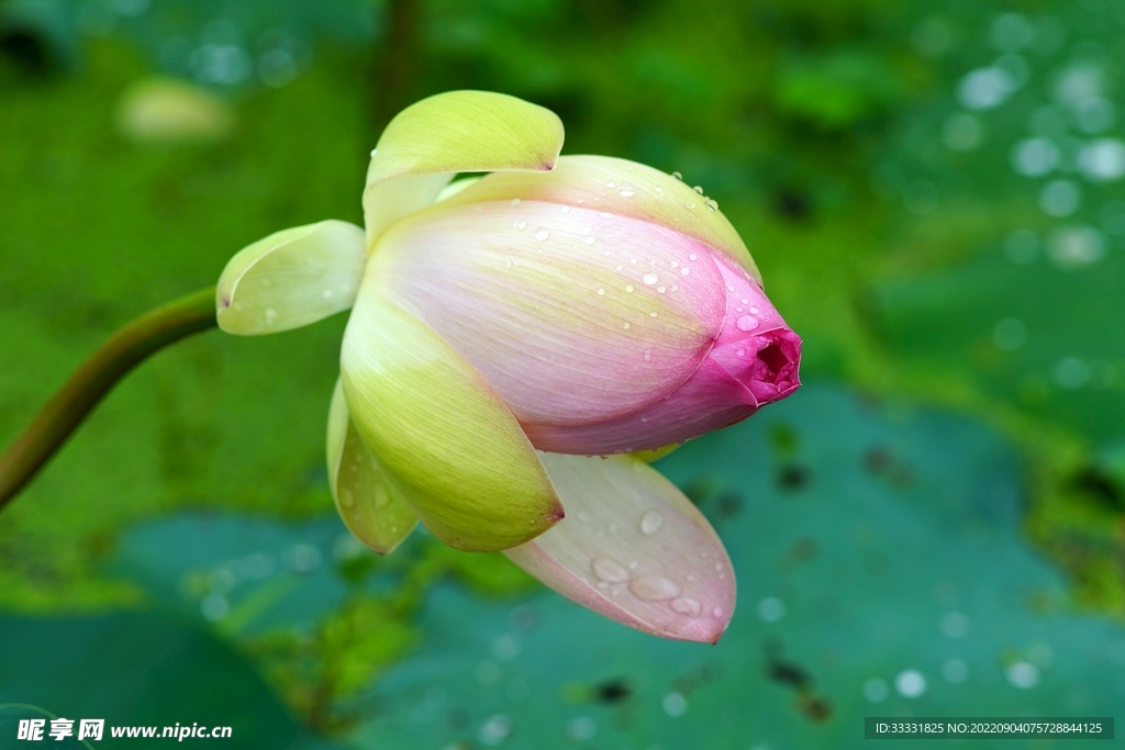 莲花