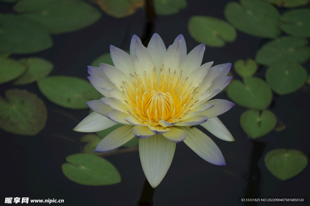 莲花