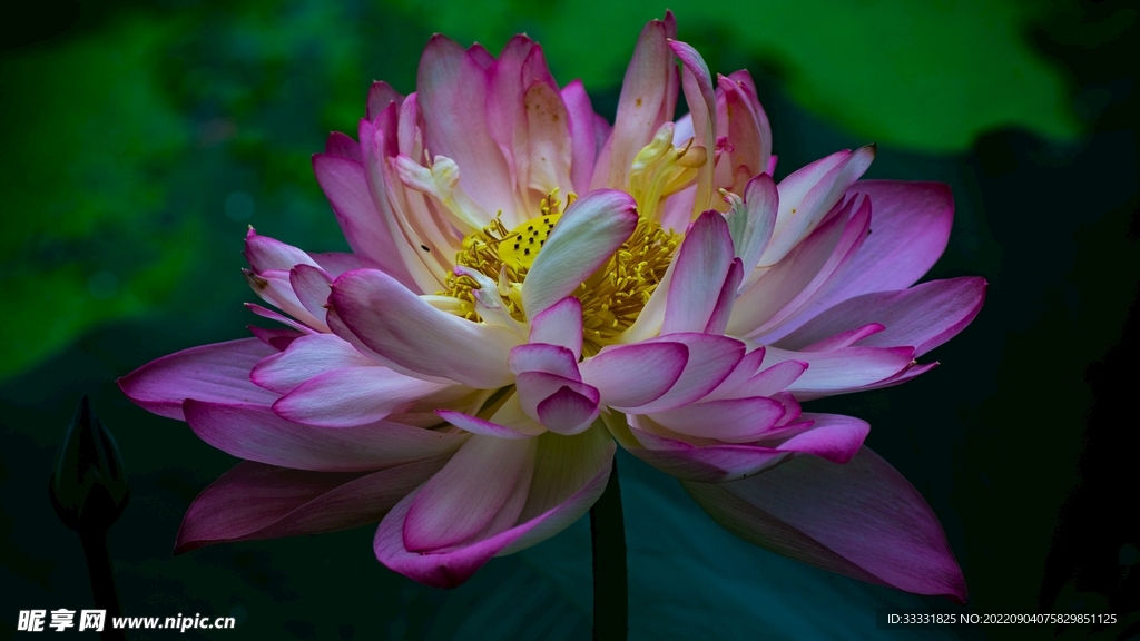 莲花