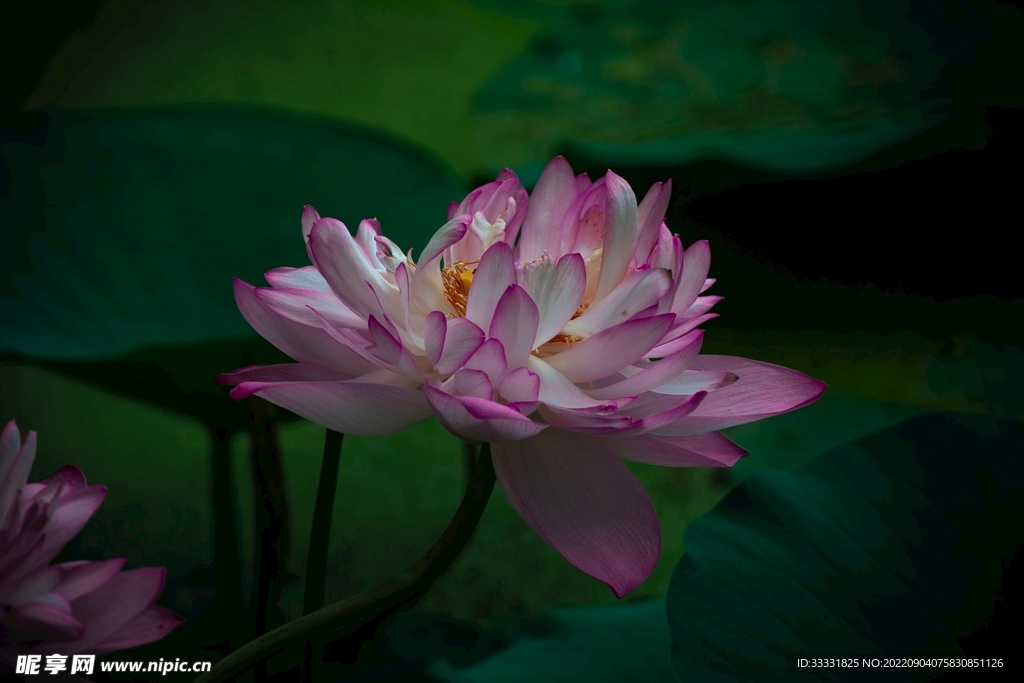 莲花