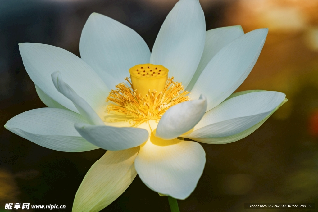 莲花